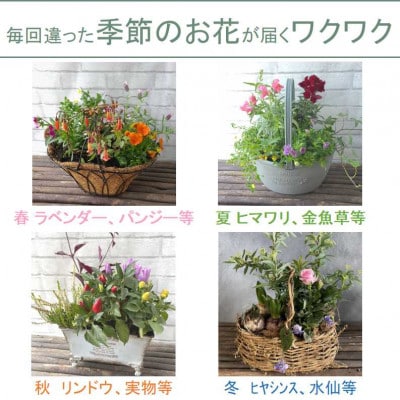 【毎月定期便】季節の寄せ植え　全6回