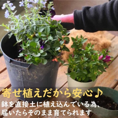 【毎月定期便】季節の寄せ植え　全6回