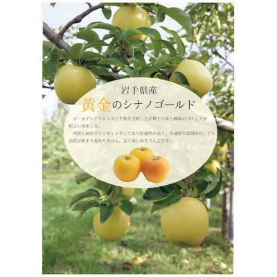 【雪室貯蔵】雪っ子りんご　シナノゴールド　10kg