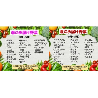 野菜セットB 10品 以上
