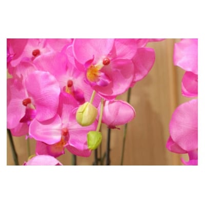 【空気をキレイにする】胡蝶蘭5本立て　器付き(ピンク)
