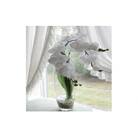 【空気をきれいにするアートフラワー】水の中の胡蝶蘭