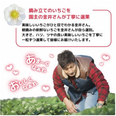 【さとふる限定】産地直送・朝摘み「やよいひめ」ダブル3箱　約2400g　厳選された完熟いちごで大満足