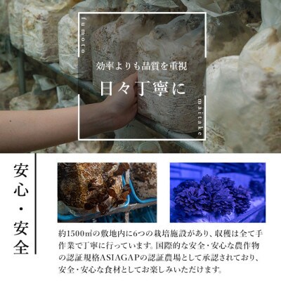 七つ森ふもと舞茸 詰め合わせギフトセット Lサイズ(舞茸500g・きくらげ300g・乾燥舞茸50g)