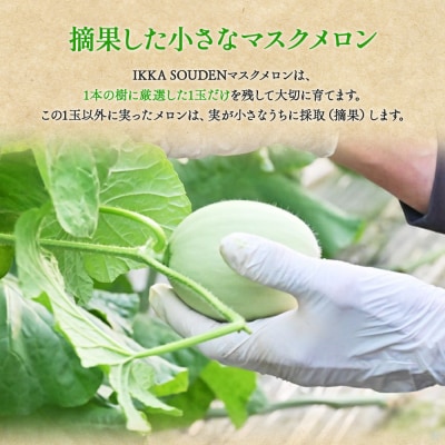 つるかめろんの玉子(摘果メロン) 2kg 約16玉 tn-0015