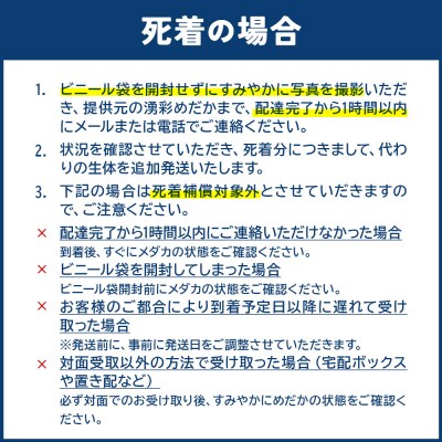 めだか ユリシス (1ペア) メダカ 生体 観賞用 魚 ペット 観賞魚|01_ymk-023101