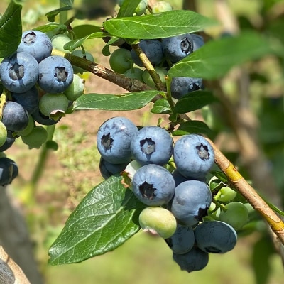 くろかわ農園 ブルーベリー 1kg(500g×2パック)|01_kkn-010201