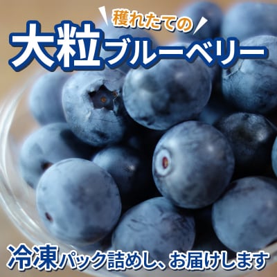 くろかわ農園 冷凍ブルーベリー 1kg(500g×2パック)|01_kkn-020201