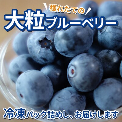 くろかわ農園 冷凍ブルーベリー 1kg(500g×2パック)|01_kkn-020201
