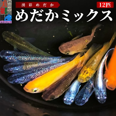 めだか ミックス 12匹 メダカ 生体 観賞用 魚 ペット 観賞魚|01_ymk-011201
