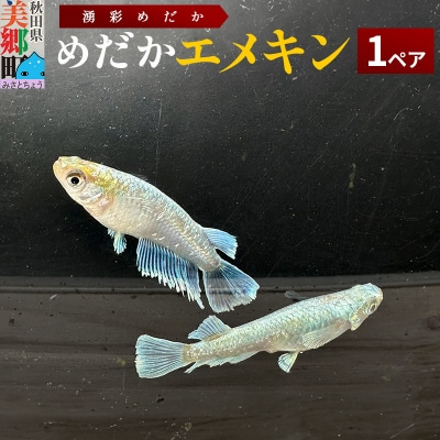 めだか エメキン (1ペア) メダカ 生体 観賞用 魚 ペット 観賞魚|01_ymk-053101