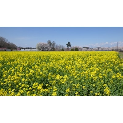 鏡石町産なたね100%使用　なたね油「なたねの雫」820g×2本