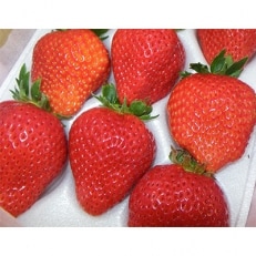 石井さんち(石井果樹園)の完熟いちご　約1kg(500g×2パック) | ふるさと納税のお礼品