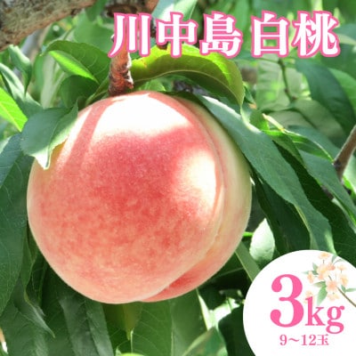 【先行予約】 福島県産 甘くてジューシー 桃 川中島 白桃 3kg(9玉～12玉)