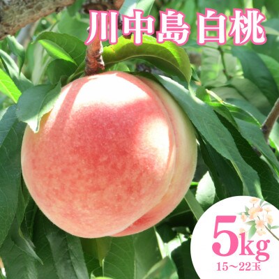 【先行予約】福島県産 甘くてジューシー 桃 川中島 白桃 5kg(15玉～22玉)