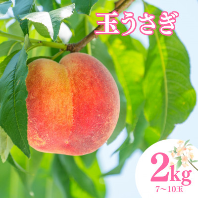 【先行予約】 福島県産 甘くてジューシー 桃 玉うさぎ2kg(7玉～10玉)