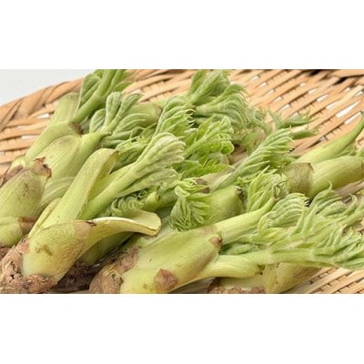 山菜の王様 鏡石の自然の恵み タラの芽 約300g　F6Q-468