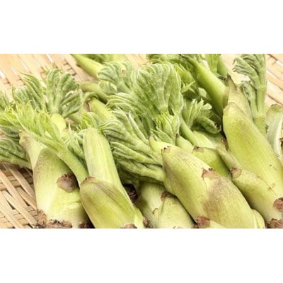 山菜の王様 鏡石の自然の恵み タラの芽 約500g(約50g×10)F6Q-470