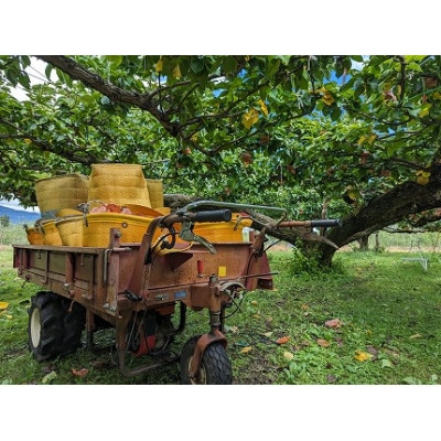 【農家直送】森越農園のなし(南水) 約5kg