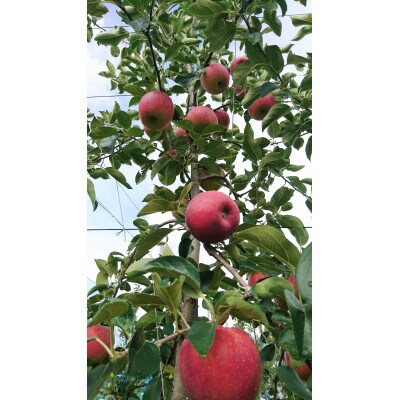 シナノリップ 　3kg