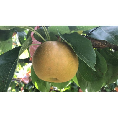 訳あり　南水梨 4kg