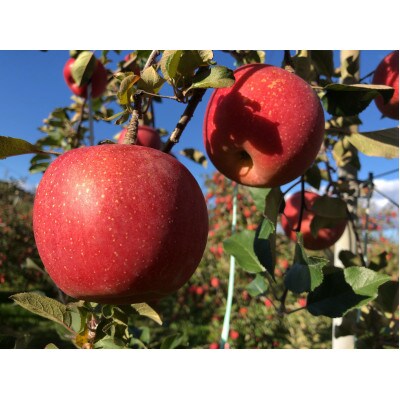 訳あり　サンふじ 　4.5kg