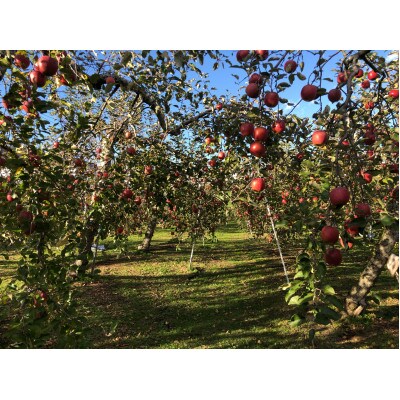 訳あり　サンふじ 　4.5kg