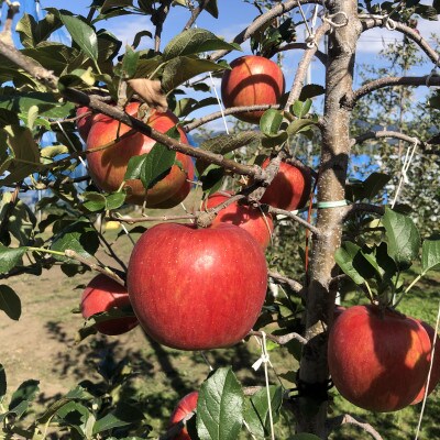 訳あり　シナノスイート　4.5kg