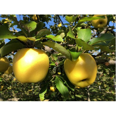 贈答用　シナノゴールド　4.5kg