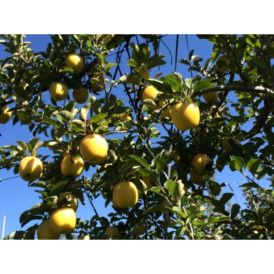 贈答用　シナノゴールド　4.5kg