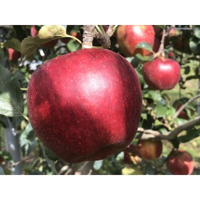 贈答用　秋映　4.5kg