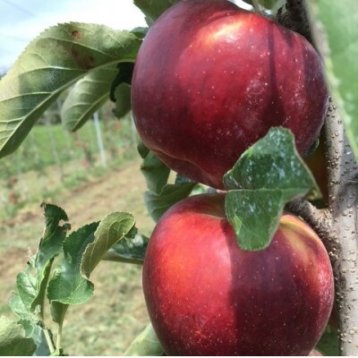 訳あり　紅玉 4.5kg