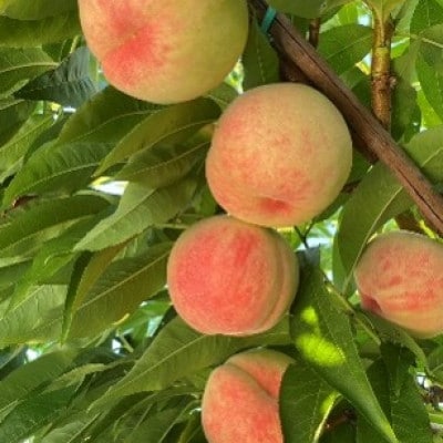 贈答用 桃　3kg(味合格)