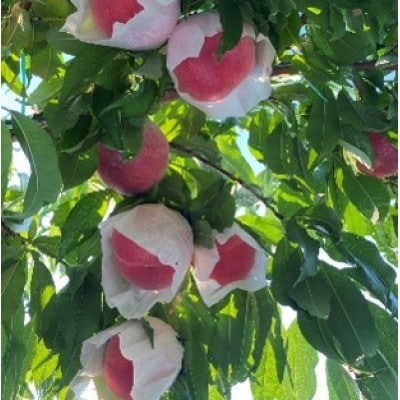 贈答用 桃　3kg(味合格)