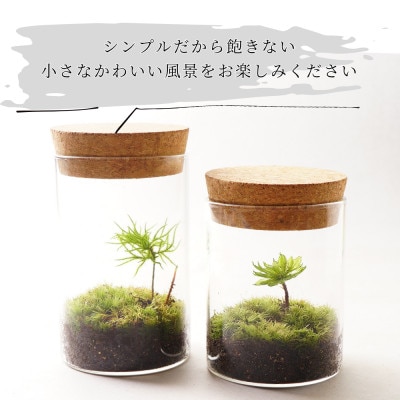 【南信州平谷村 高原の苔】直径65mm ミニサイズ 苔テラリウム制作キット ミニチュアセット