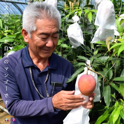 《先行予約》【家庭用】徳之島センチュリー果樹園さんの完熟マンゴー約2kg