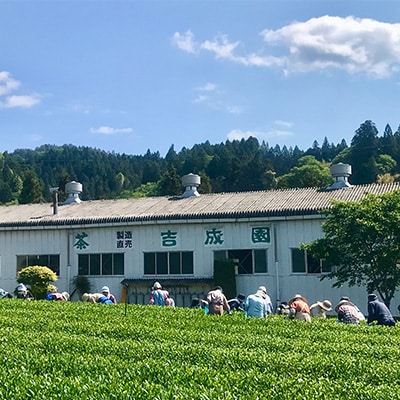 吉成園 奥久慈茶詰め合わせ 3種類 各100g
