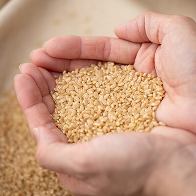 【2024年】アミーゴ米 コシヒカリ (6年目) 玄米 5kg【栽培期間中農薬・化学肥料不使用】