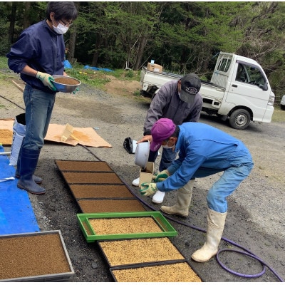 【毎月定期便】アミーゴ米  5kg【白米】(コシヒカリ・天日干し米 ・1年目)茨城県 大子町全3回