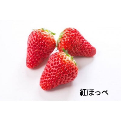 大粒　紅ほっぺ　250g(8～12粒)×4pc 県内共通返礼品:石岡市