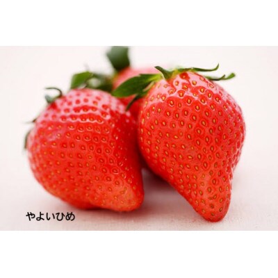 大粒やよいひめ　250g(8～12粒)×4pc 県内共通返礼品:石岡市