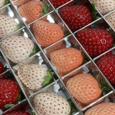 3色いちごの宝石箱18粒　県内共通返礼品:石岡市
