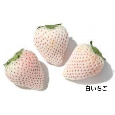 【お歳暮のし付き】大粒白いちご 250g×4pc 県内共通返礼品:石岡市
