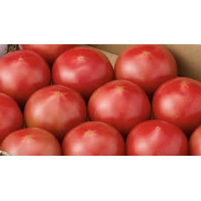 大玉フルーツトマト　1箱(13～15個:約1kg)　県内共通返礼品:つくばみらい市