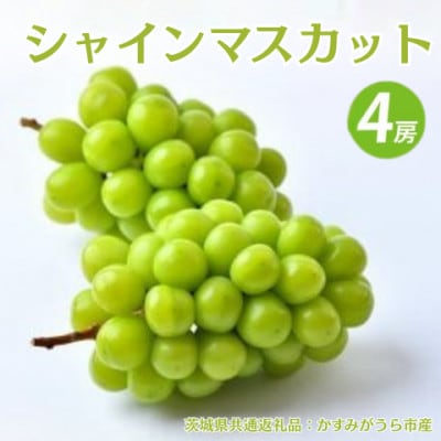 シャインマスカット 4房(茨城県共通返礼品:かすみがうら市)