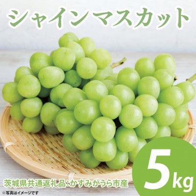 シャインマスカット 約5kg(7〜9房) 茨城県共通返礼品:かすみがうら市