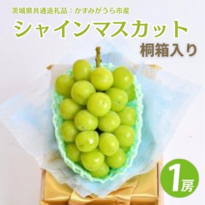 桐箱 シャインマスカット 1房 (茨城県共通返礼品:かすみがうら市)