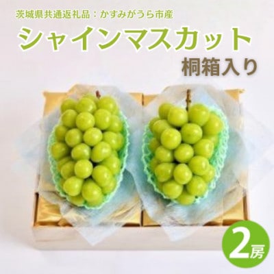 桐箱　シャインマスカット　2房　(茨城県共通返礼品:かすみがうら市)