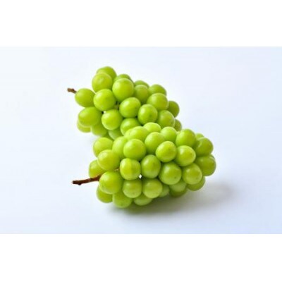 桐箱　シャインマスカット　2房　(茨城県共通返礼品:かすみがうら市)