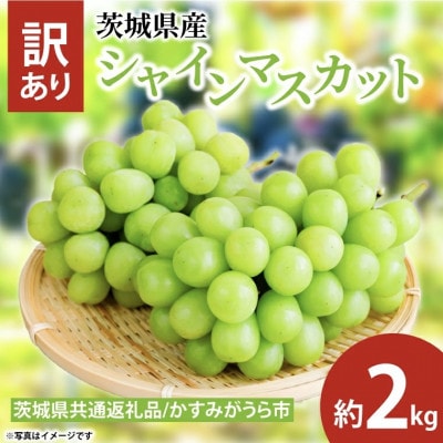 訳あり シャインマスカット 2kg (茨城県共通返礼品:かすみがうら市)